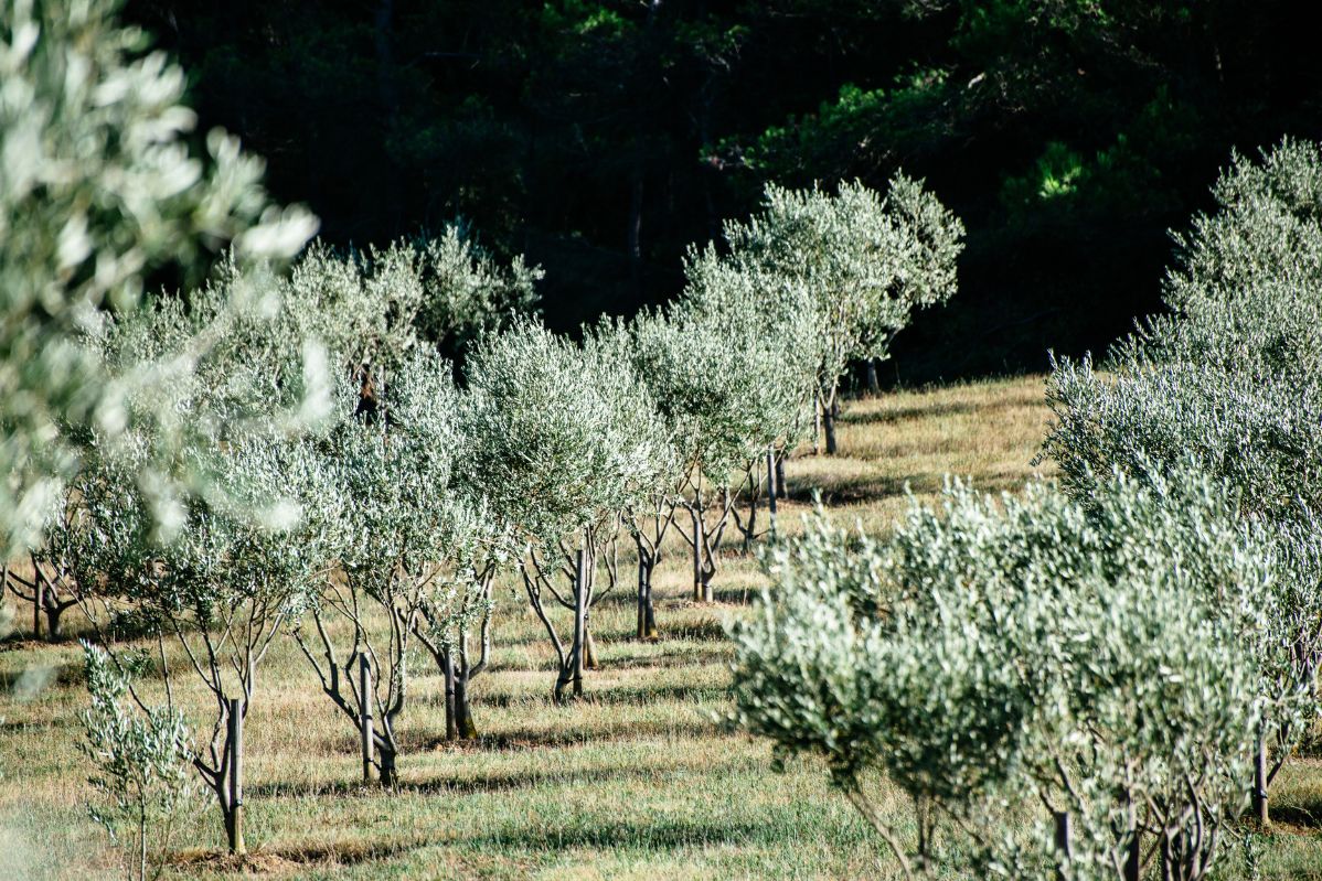 Druivenplanten.jpg
