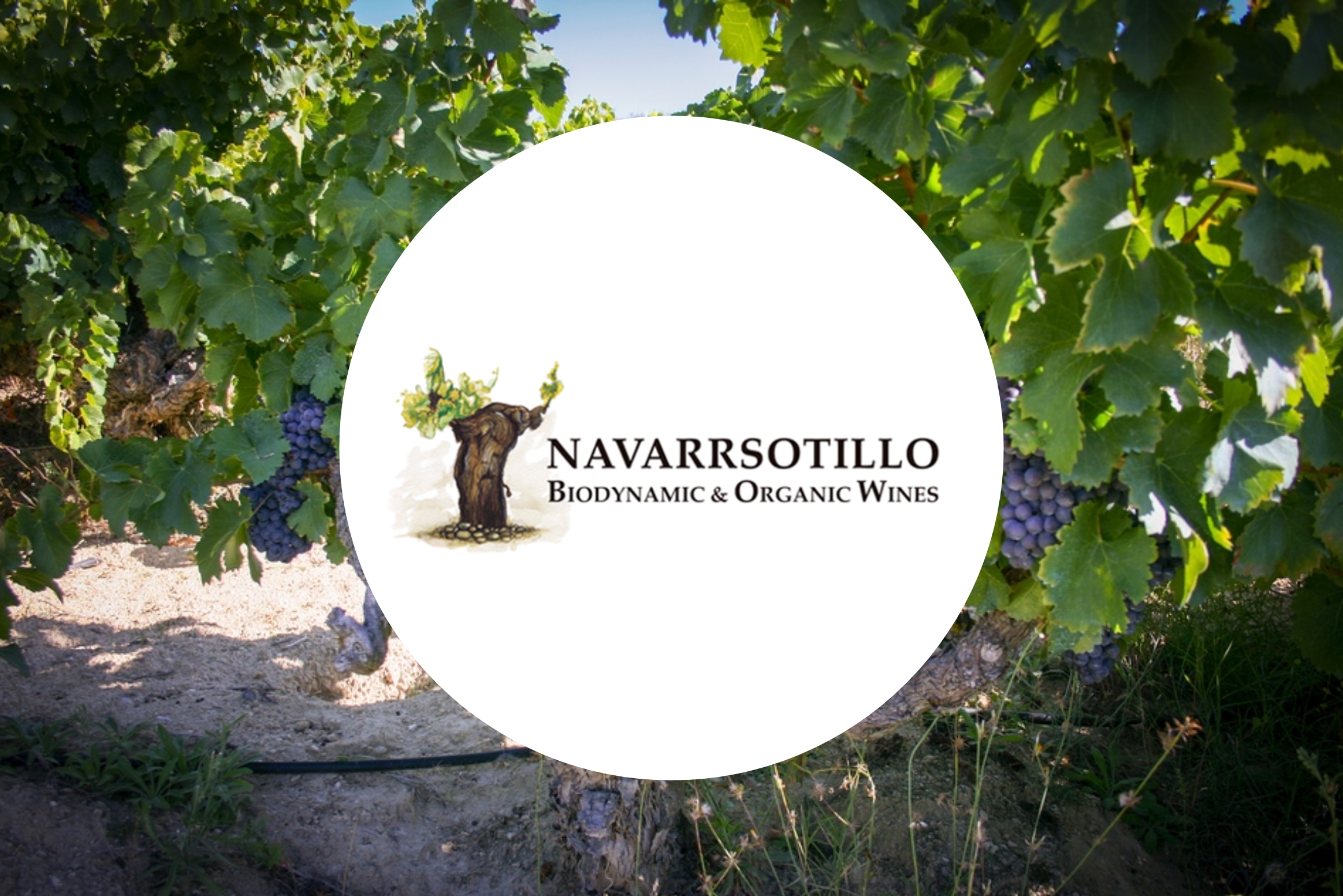 navarrsotillo-banner.jpg